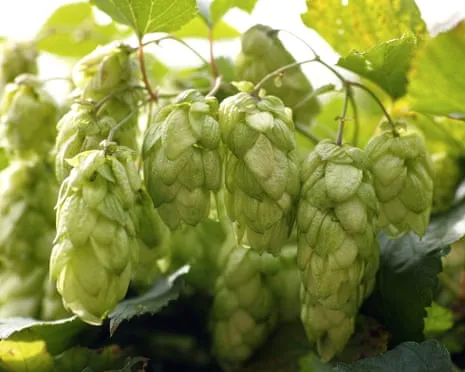 Craft Your Own Brewing Corner: Nurturing Hops Proves to Be Straightforward and Satisfying